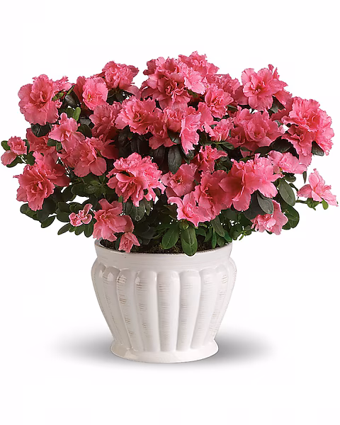 Pink Azalea